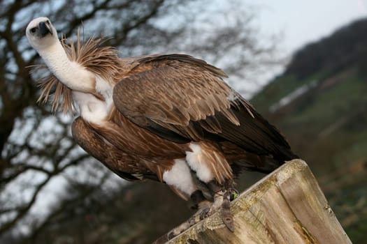With ckaups in the wildlife park Freisen