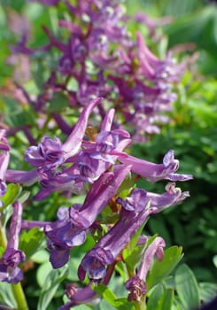 The larkspur (Corydalis) belongs to the poppy family (Papaveraceae). It is a typical spring bloomer of our deciduous forests and blooms at the same time as primroses and wood anemones.