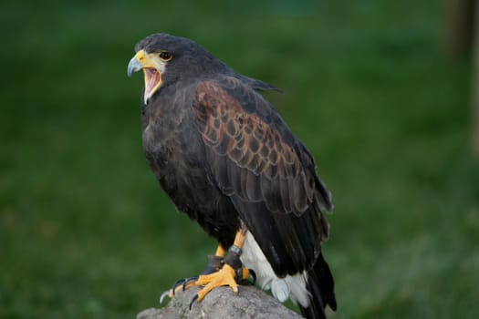 With ckaups in the wildlife park Freisen
