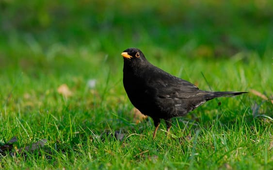 = Turdus Merula,here the male