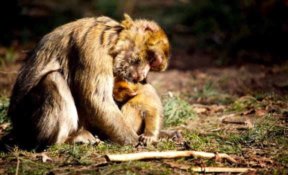 Motherly Feeling