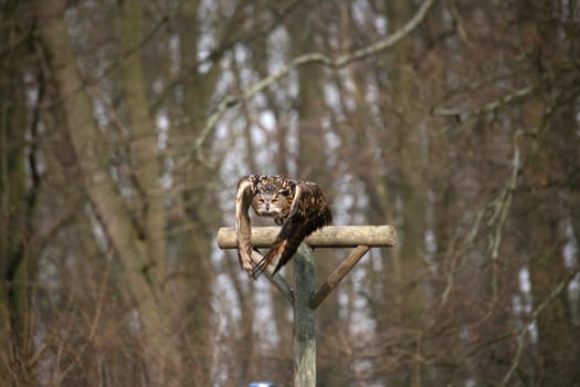 Launching Eagle Owl