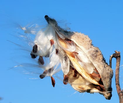 breaking cotton capsule