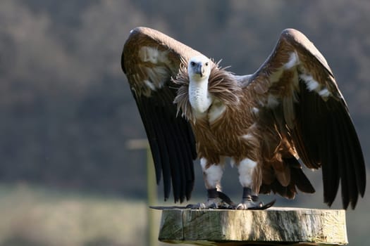 With ckaups in the wildlife park Freisen