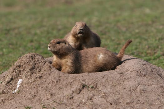 With ckaups in the wildlife park Freisen