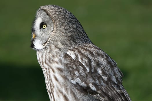 With ckaups in the wildlife park Freisen