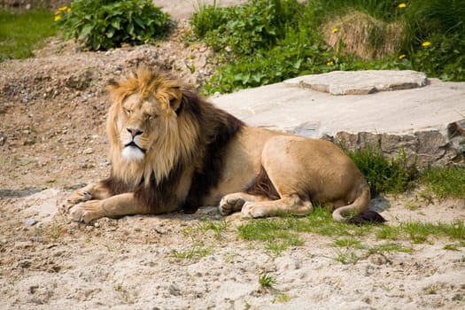 Lion