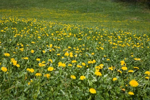 Flower meadow dandelion
