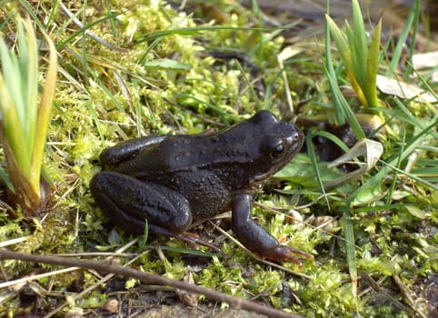 Frog 2