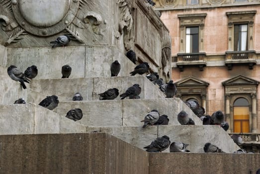 Pigeon plague - pigeon attraction