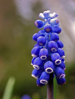 Grape hyacinth