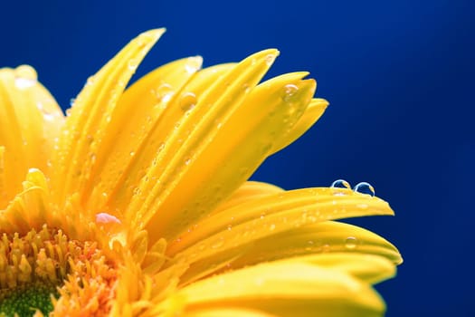 yellow gerbera II