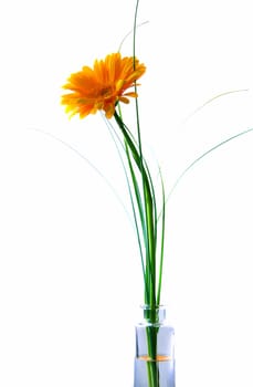 yellow gerbera