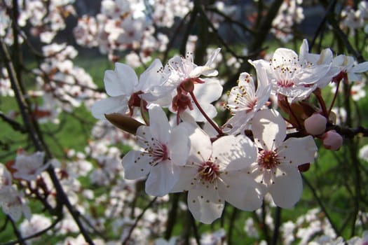 Cherry blossom splendour