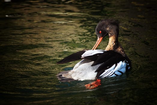 Maybe someone can help me find out what kind of waterfowl it is.....? Unfortunately,I didn't find anything!