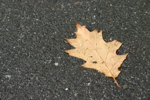 Maple leaf
