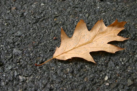 Maple leaf