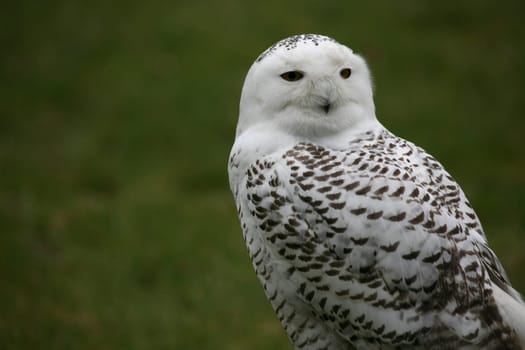 Male
