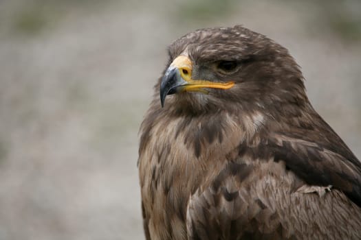Aquila nipalensis