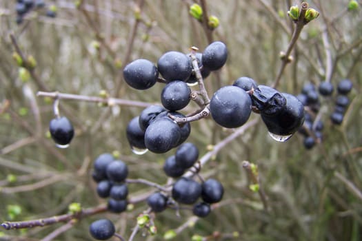 Dewberries