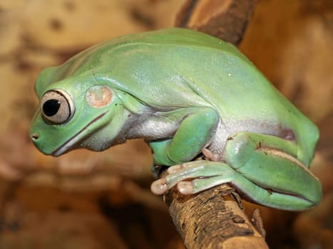 Nothing escapes him. Australian coral finger or giant tree frog in beautiful green coloration