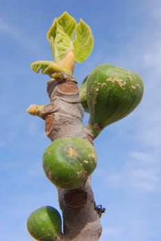 fig tree