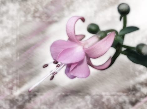 Fuchsia in pastel colors