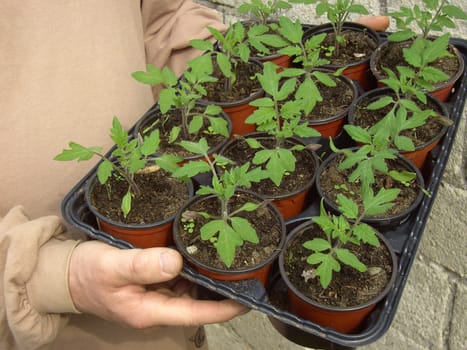 Tomato plant 3