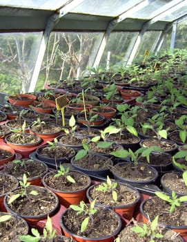 Tomato plant 4