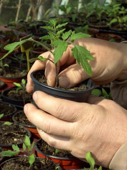 Tomato plant 1