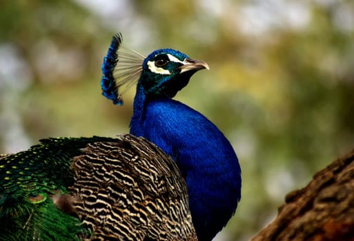 On the tree
