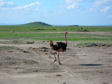 ostrich
