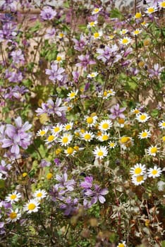 Flower meadow