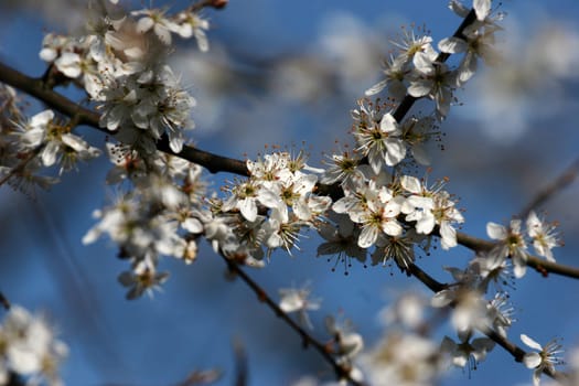 Blossoms