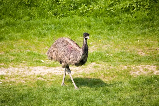 Greater rhea