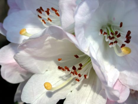 Rhododendron flowers
