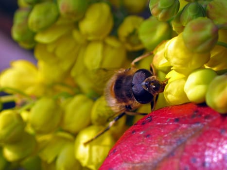 The dung bee is a large,14-18mm long,bee-like hoverfly. Their abdomen is dark brown and has wedge-shaped yellow,ochre or reddish-yellow spots on the second segment. However,the drawing is quite changeable. The black