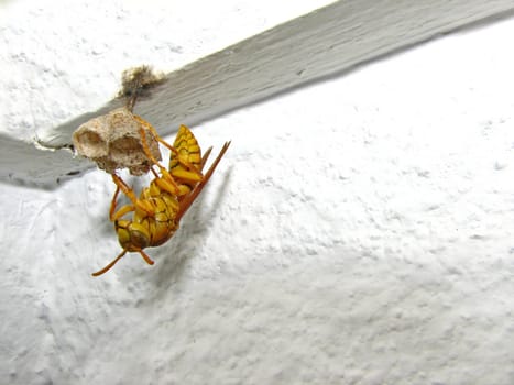 Wasp
