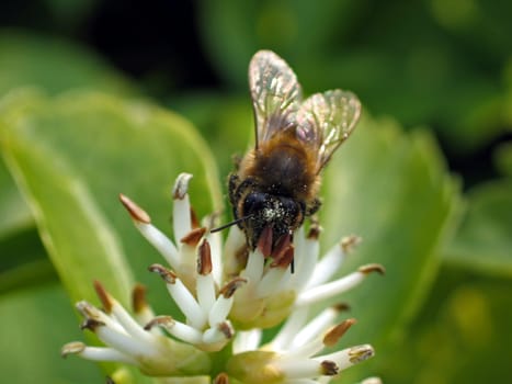 Honeybee