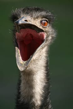 Yawning Emu