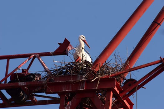 modern storks love modern nesting sites. This one nests on an old crane...
