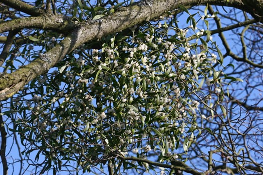 Mistletoe