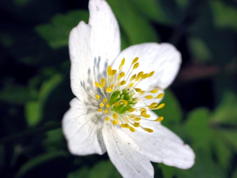 Anemone