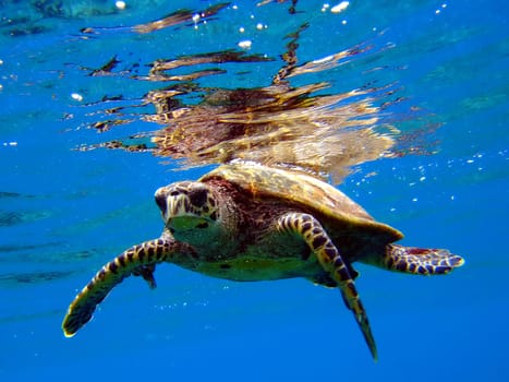 Another picture from the series "Underwater World of the Indian Ocean"""