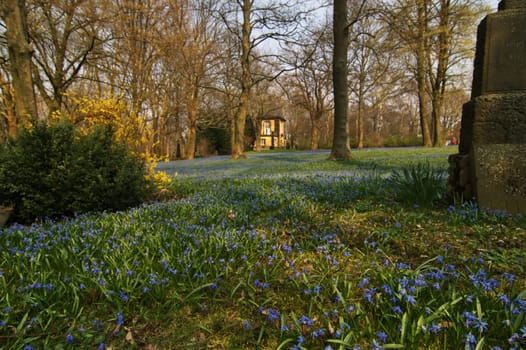 Scilla blossom Hanover lime trees