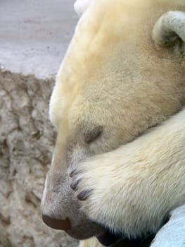 Sleep,bears,sleep...