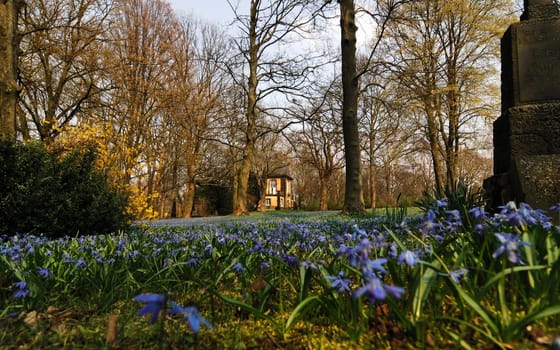 Scilla Flower