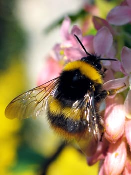 Bumblebee