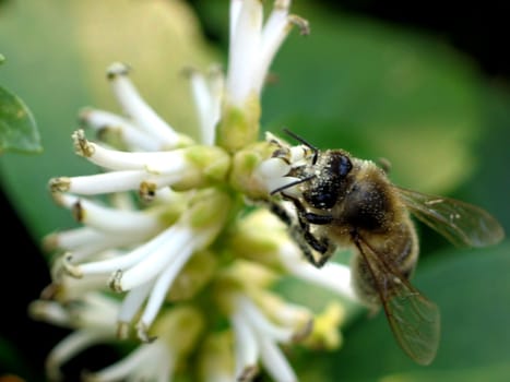 Honeybee