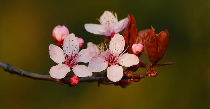 Now the sunshine and the mild temperatures have already made some trees bloom ......!